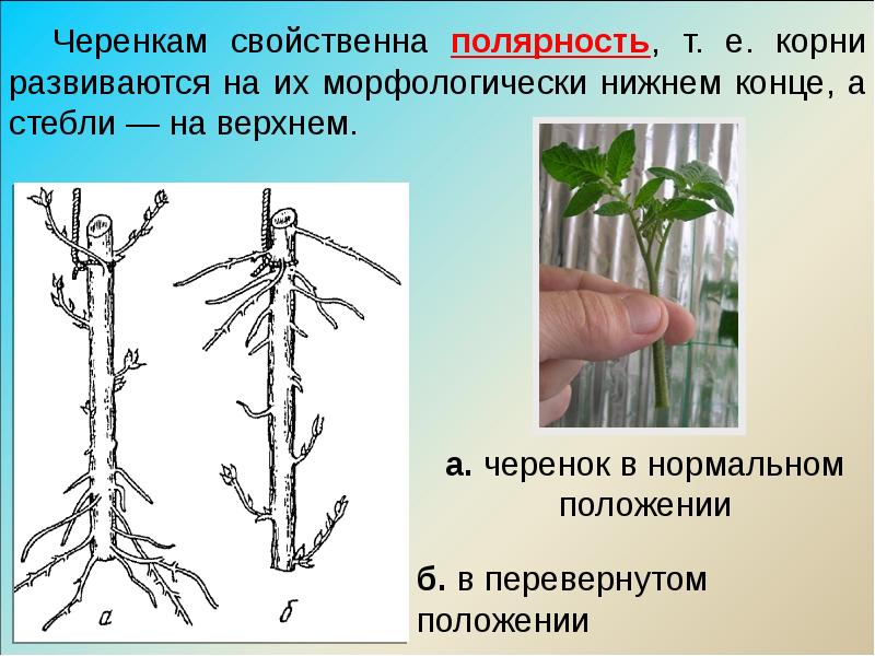 Агрофирма Вегетативные Черенки Интернет Магазин