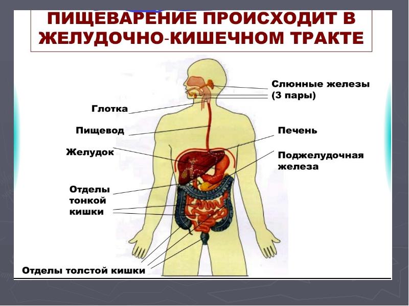 Пищеварение. Пищеварение презентация. Пищеварение бывает. Внешнее пищеварение. Как происходит пищеварение.