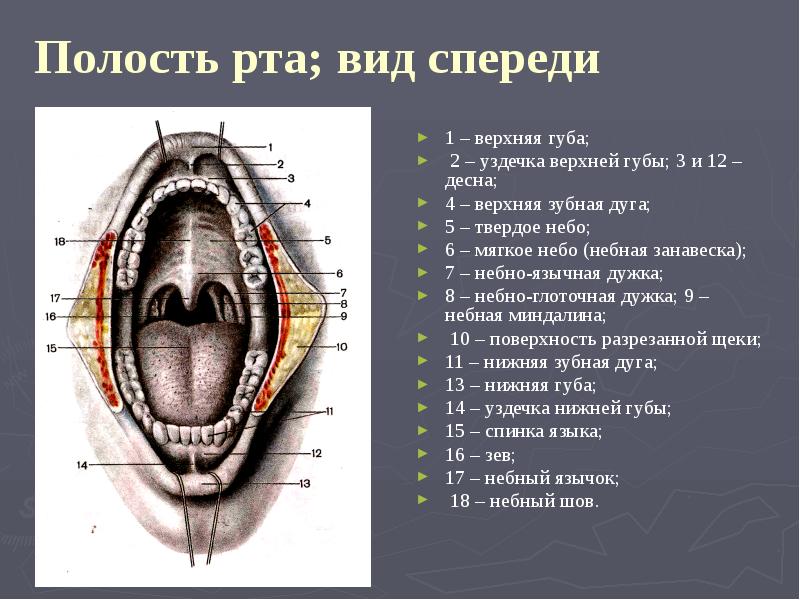 Укажите анатомические образования формирующие переднюю стенку собственно полости рта