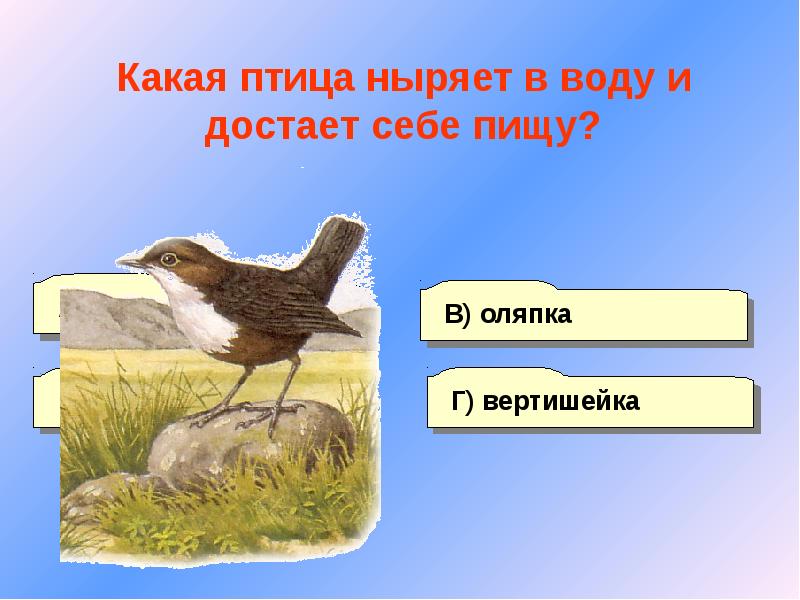 Какая птица курлыкает