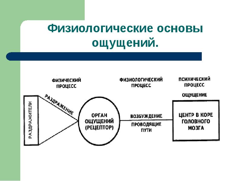 Разработка презентации психического процесса