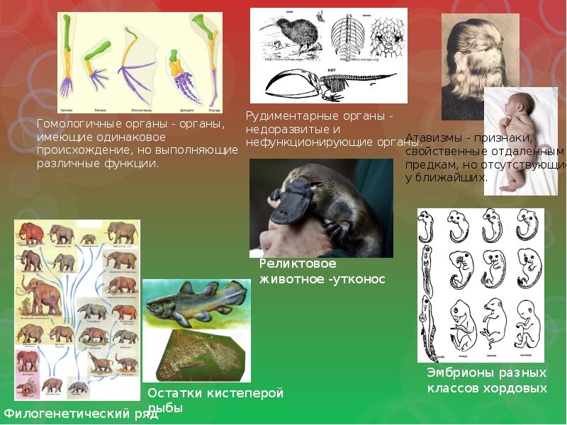 Контрольная работа тема эволюция по биологии 9