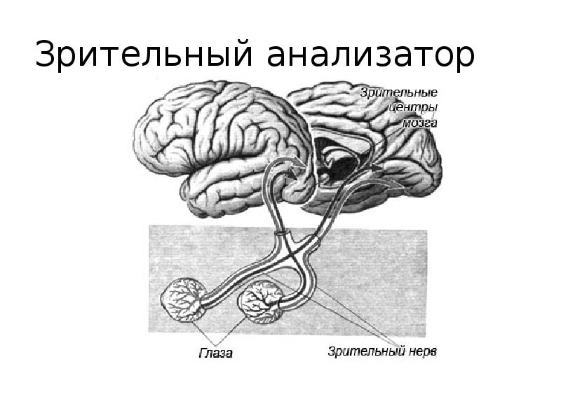 Зрительный анализатор проект