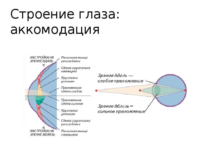 Зрительный анализатор огэ биология