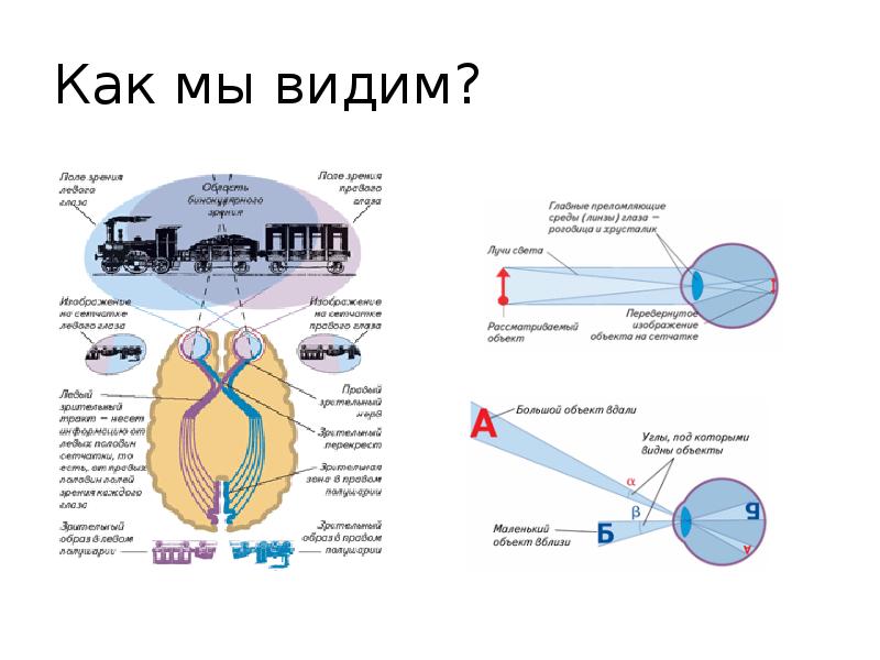 Поступившая в зрительный анализатор информация обрабатывается