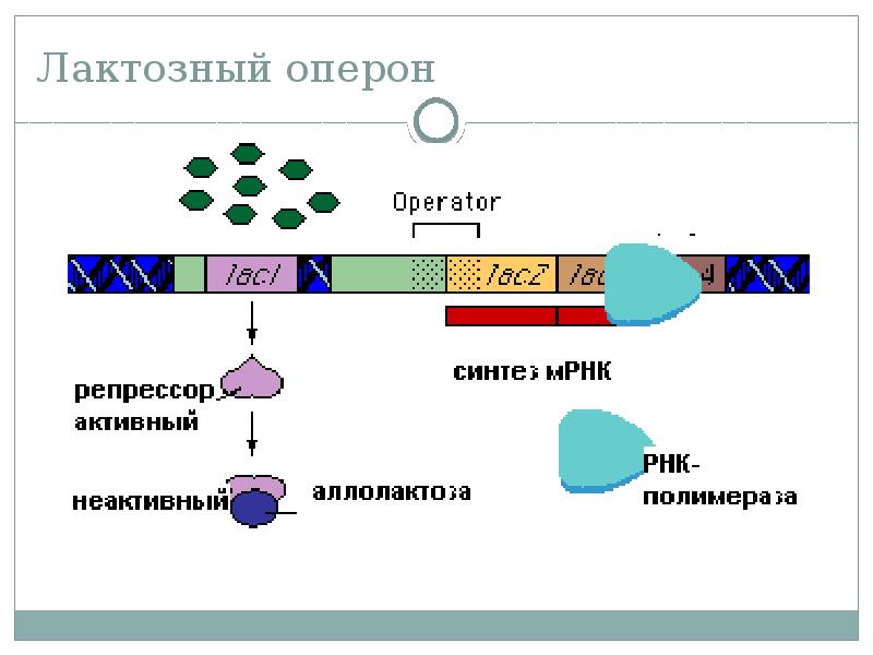 Регуляция действия генов и биосинтез белка схема жакоба и моно