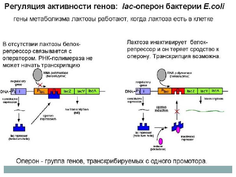 Схема регуляции синтеза белка у прокариот