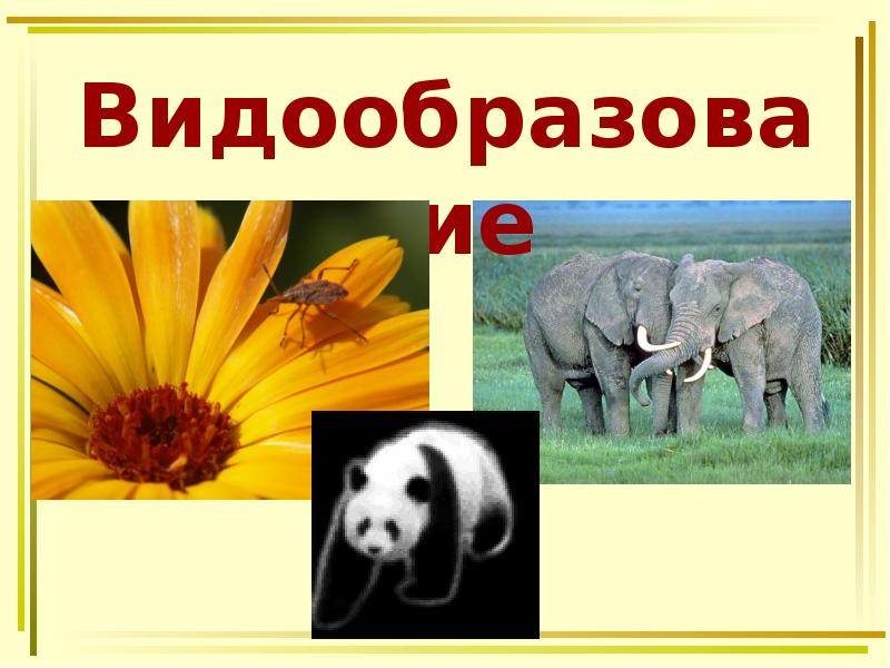 Видообразование Видообразование