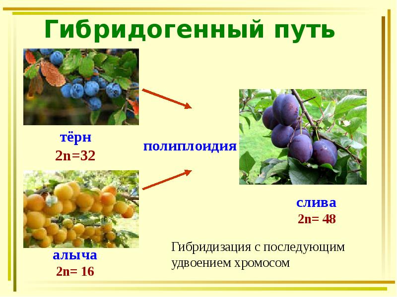 Гибридогенный путь Гибридогенный путь