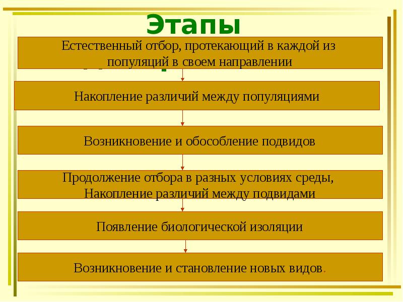 Этапы видообразования: Этапы видообразования: