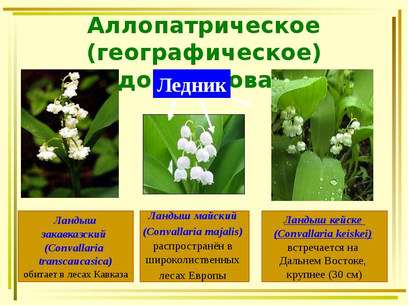 Аллопатрическое (географическое) видообразование Аллопатрическое (географическое) видообразование