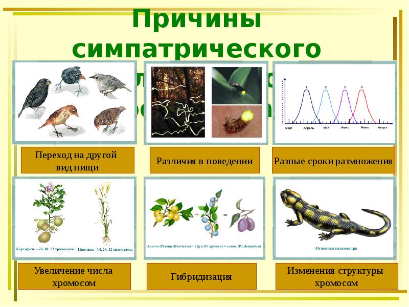 Причины симпатрического (экологического) видообразования Причины симпатрического (экологического) видообразования