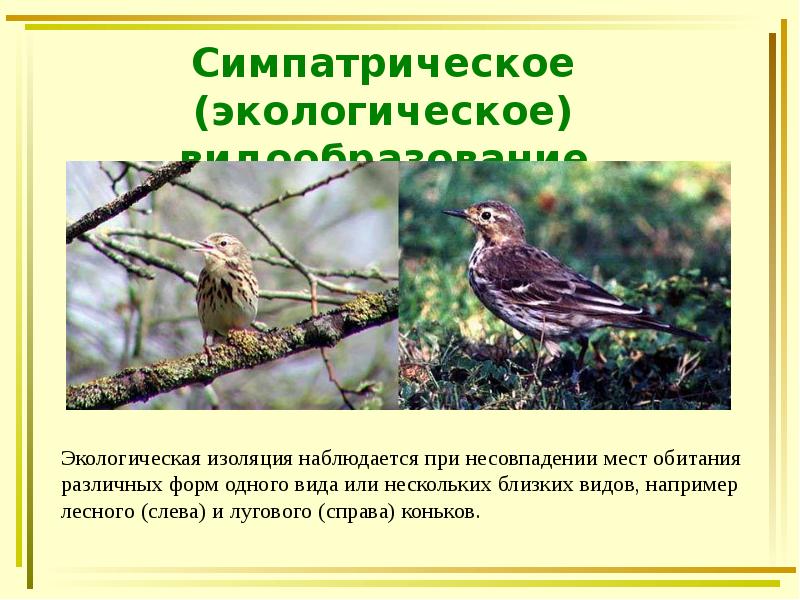 Симпатрическое (экологическое) видообразование Симпатрическое (экологическое) видообразование