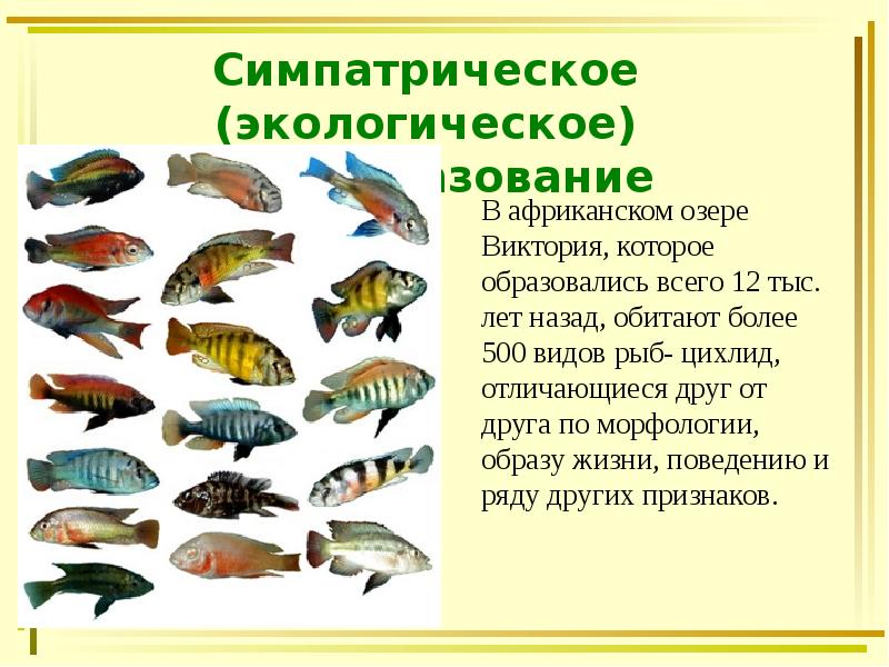 Симпатрическое (экологическое) видообразование Симпатрическое (экологическое) видообразование