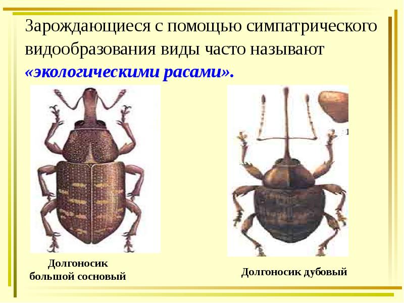 Зарождающиеся с помощью симпатрического
Зарождающиеся с помощью симпатрического
видообразования виды часто Зарождающиеся с помощью симпатрического
Зарождающиеся с помощью симпатрического
видообразования виды часто