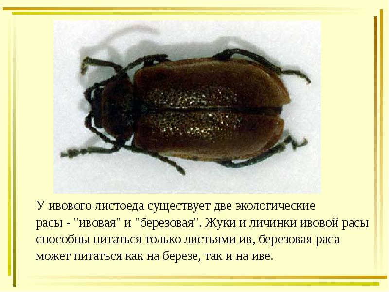 У ивового листоеда существует две экологические
У ивового листоеда существует две У ивового листоеда существует две экологические
У ивового листоеда существует две