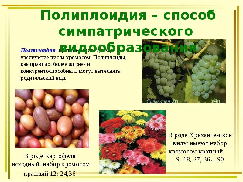 Полиплоидия- кратное гаплоидному увеличение числа хромосом. Полиплоиды, как правило, более жизне- Полиплоидия- кратное гаплоидному увеличение числа хромосом. Полиплоиды, как правило, более жизне-