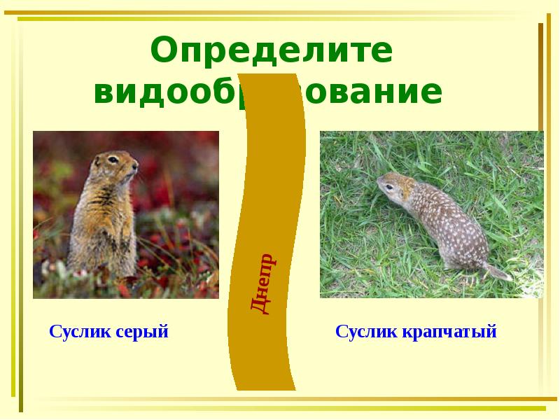 Определите видообразование Определите видообразование