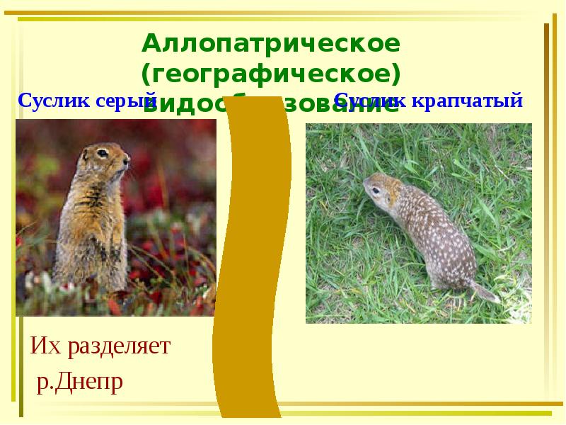 Аллопатрическое (географическое) видообразование
Суслик серый Аллопатрическое (географическое) видообразование
Суслик серый
