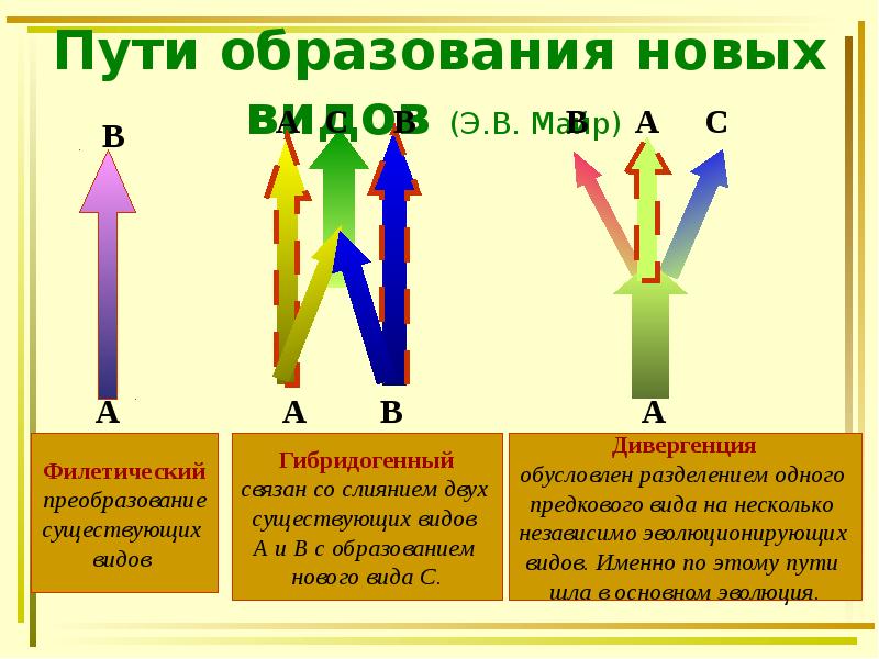 Пути образования новых видов (Э.В. Майр) Пути образования новых видов (Э.В. Майр)