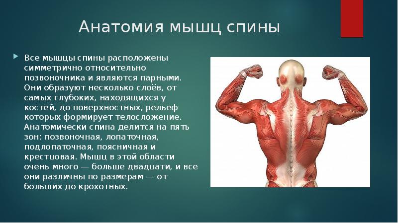 Презентация на тему мышцы спины