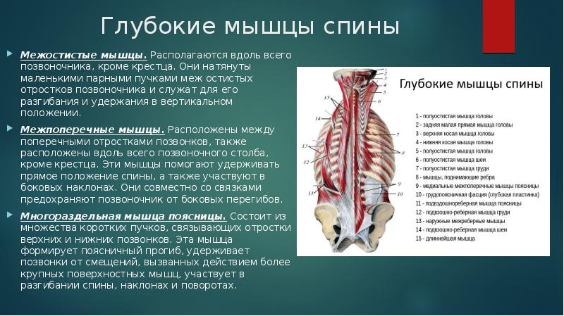 Презентация на тему мышцы спины