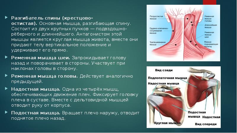 Мышцы спины презентация