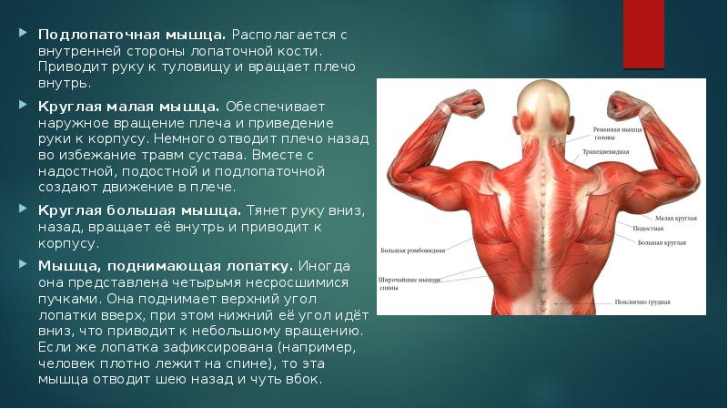 В мышцах расположены