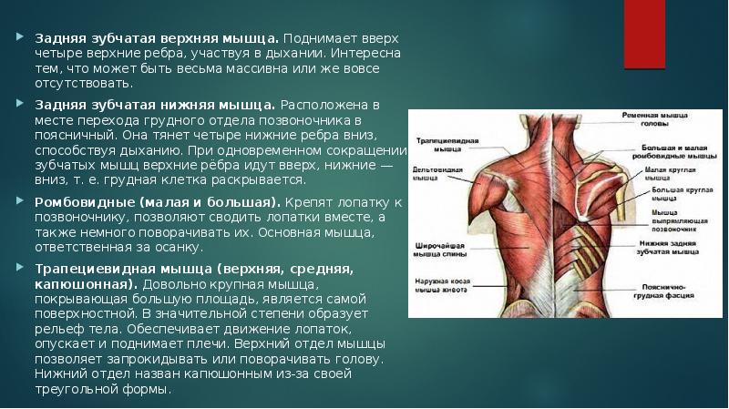 Презентация на тему мышцы спины