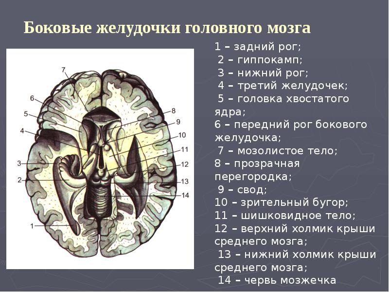 Презентация по теме продолговатый мозг