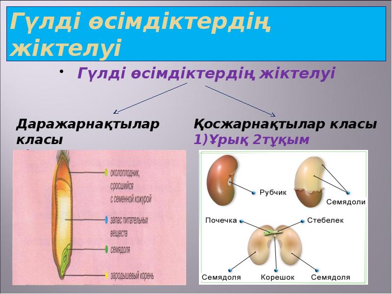 Ашық тұқымды және жабық тұқымды өсімдіктердің тіршілік циклі презентация