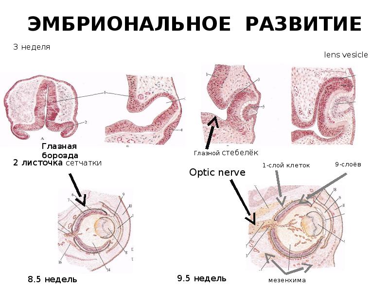 Органы чувств гистология рисунки