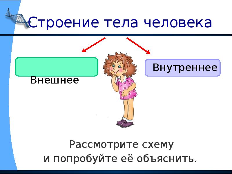 Строение тела человека 2 класс тест