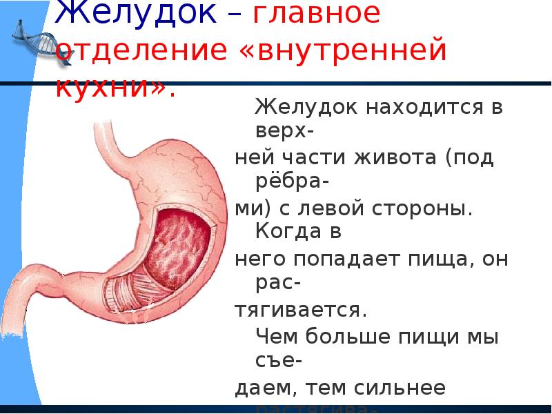 С какой стороны у человека находится желудок