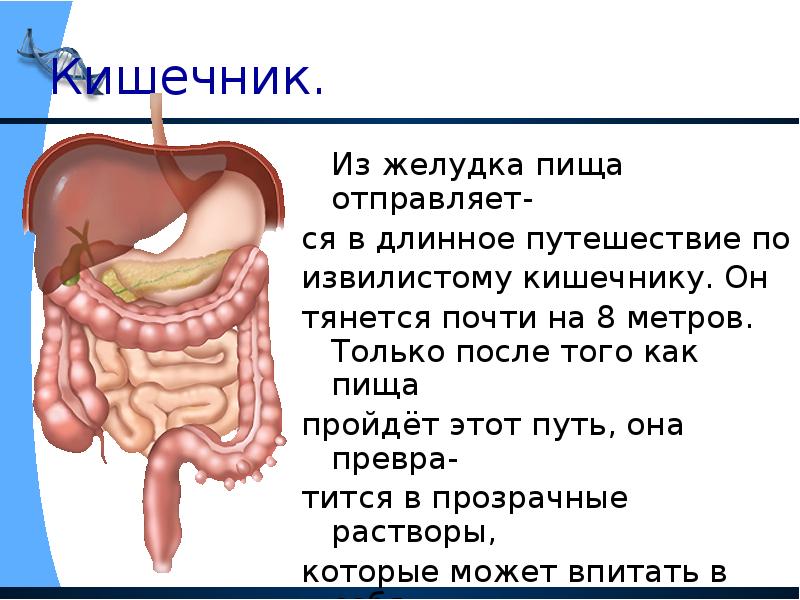 Через сколько еда попадает. Из желудка пища попадает в.