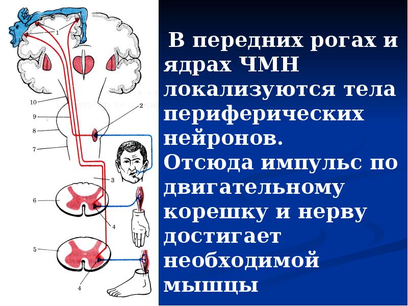 Периферический двигательный Нейрон. Периферический двигательный Нейрон и периферический паралич. Периферический двигательный Нейрон движение. Корково мышечный путь.