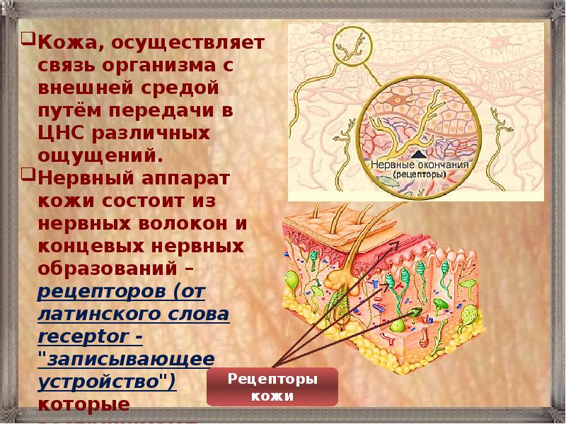 рецепторный аппарат кожи и связи кожи с другими системами организма. диски меркеля тельца мейснера. строение кожи нервные окончания. строение кожных рецепторов. кожный анализатор строение.