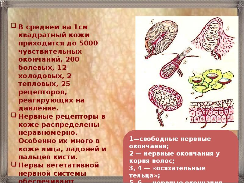 Кожа презентация 9 класс биология