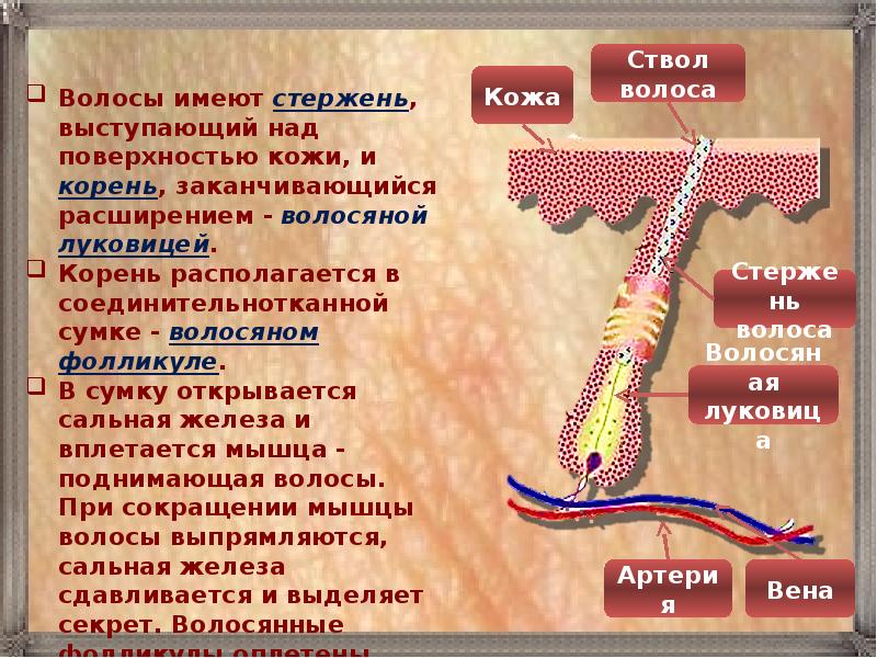 Вторичный волосяной покров что это