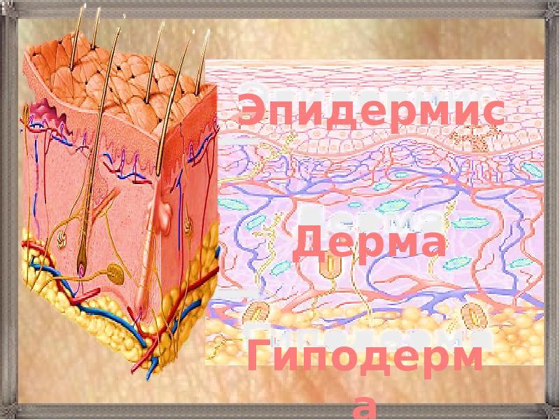 Гиподерма рисунок. Эпидермис дера гиподерма. гиподерма дерма гиподерма. строение кожи эпидермис дерма гиподерма. 8 класс биология покровная система.