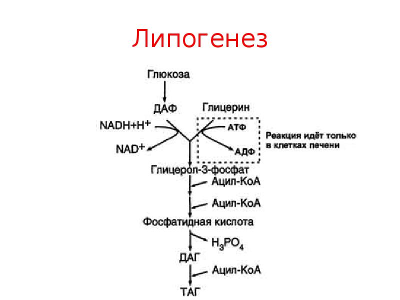 Жировая инфильтрация печени биохимия схема