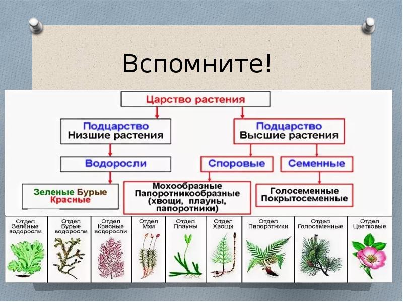 Биология 7 класс высшие споровые