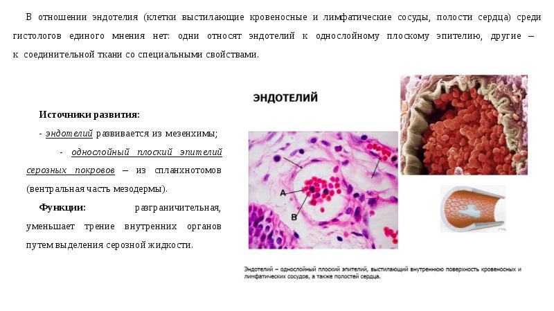 Какая ткань выстилает стенки внутренних органов