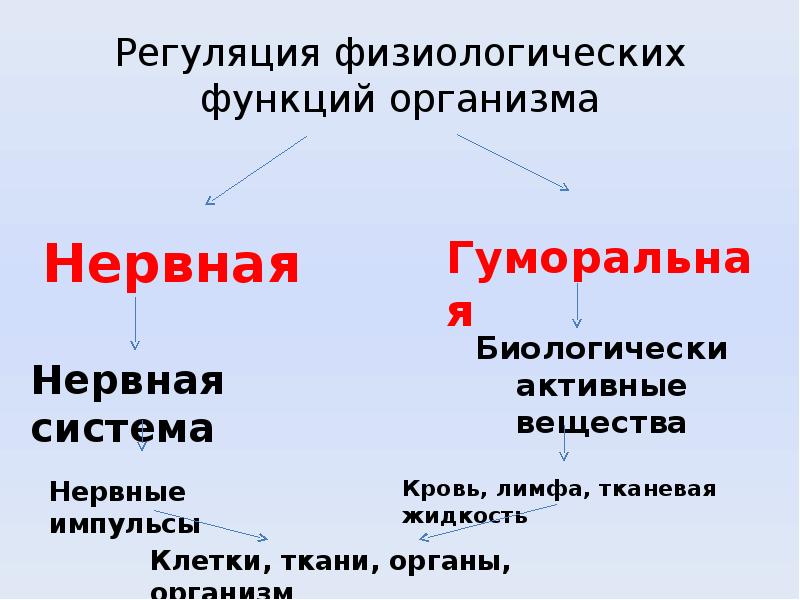 Виды регуляции. Регуляция функций организма. Основные принципы регуляции функций организма. Механизмы регуляции функций организма. Механизмы регуляции физиологических функций.