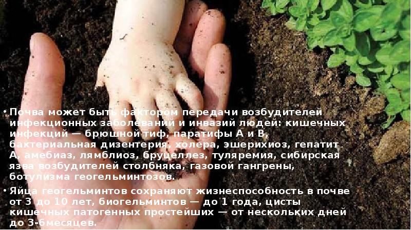 Инфекции в почве. Инфекционные заболевания почвы. Заболевания передающиеся через почву. Почва фактор передачи инфекционного заболевания.