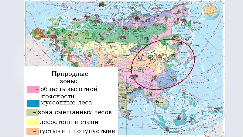 Растительный и животный мир азии презентация