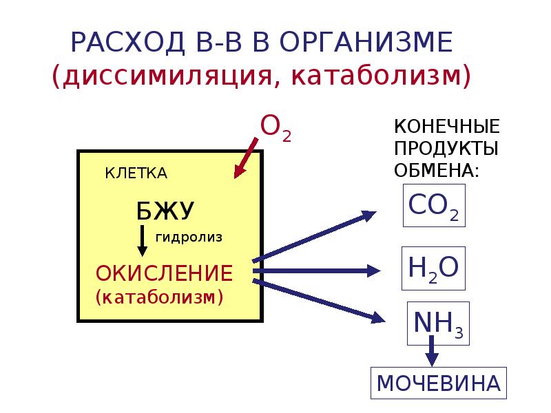 Конечные продукты обмена. Гидролиз диссимиляция. Продукты диссимиляции это. Конечные продукты диссимиляции. Анаэробная диссимиляция.