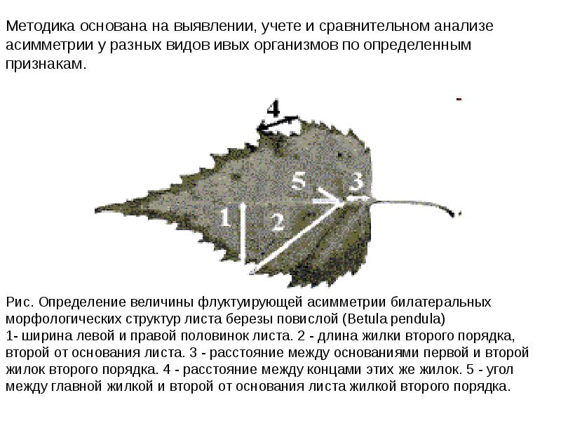 Флуктуирующая асимметрия проект