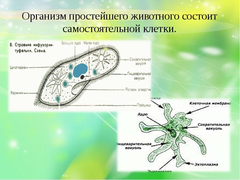 Рисунок одноклеточного организма