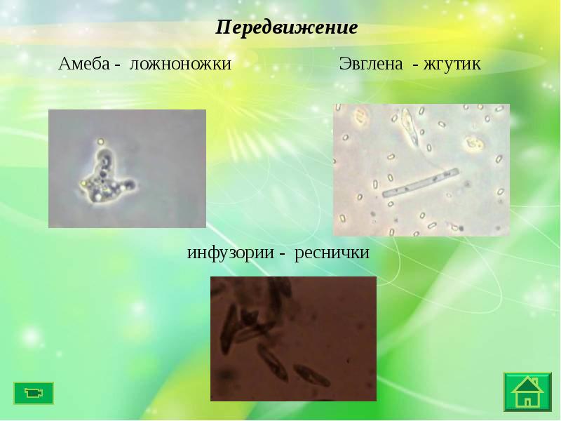 Презентация одноклеточные животные 5 класс